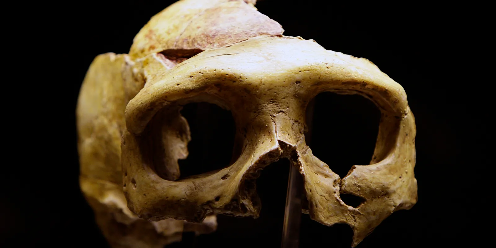 A 43,000 year-old work of art? Neanderthals may have painted portraits.