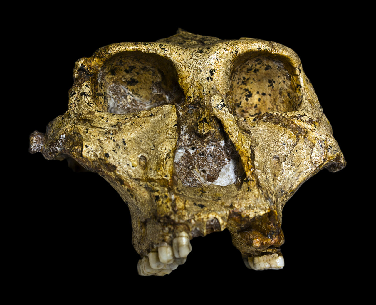 Enamel proteins from Paranthropus robustus teeth reveal biological sex and genetic variability