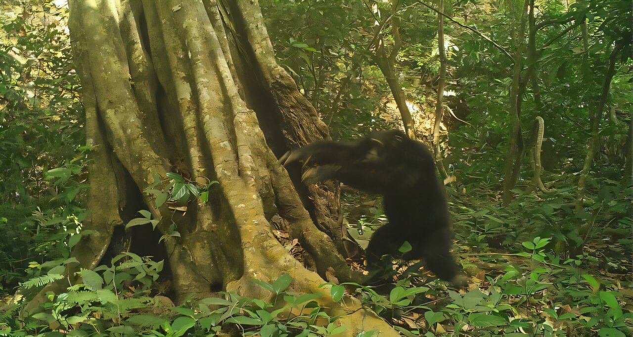 Five-year study suggests chimpanzees strike stones against trees as form of communication