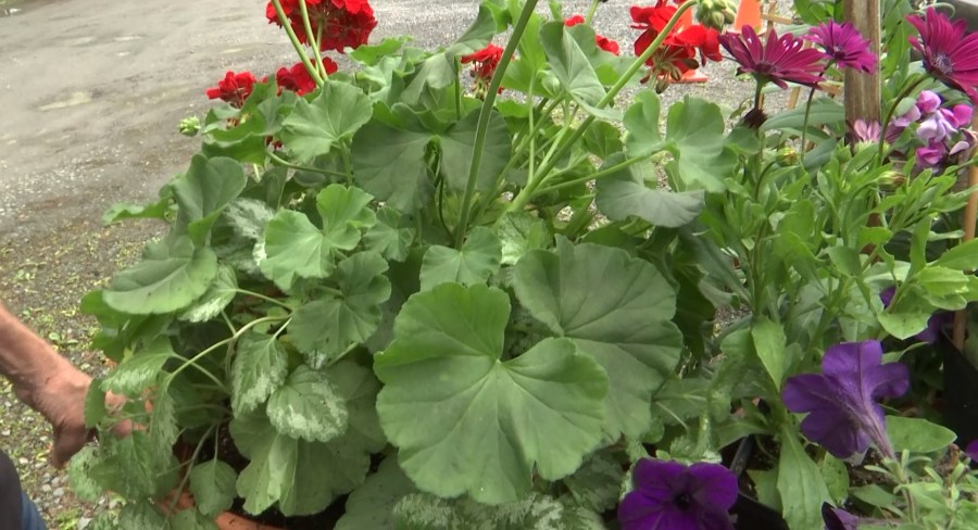 Watch Our Garden Grow: Container plants