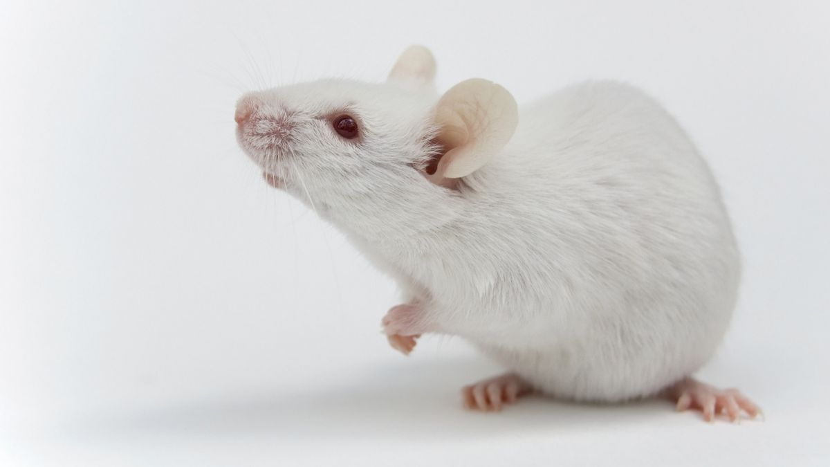 Combo of cancer therapy drugs increases mice lifespan by 30%