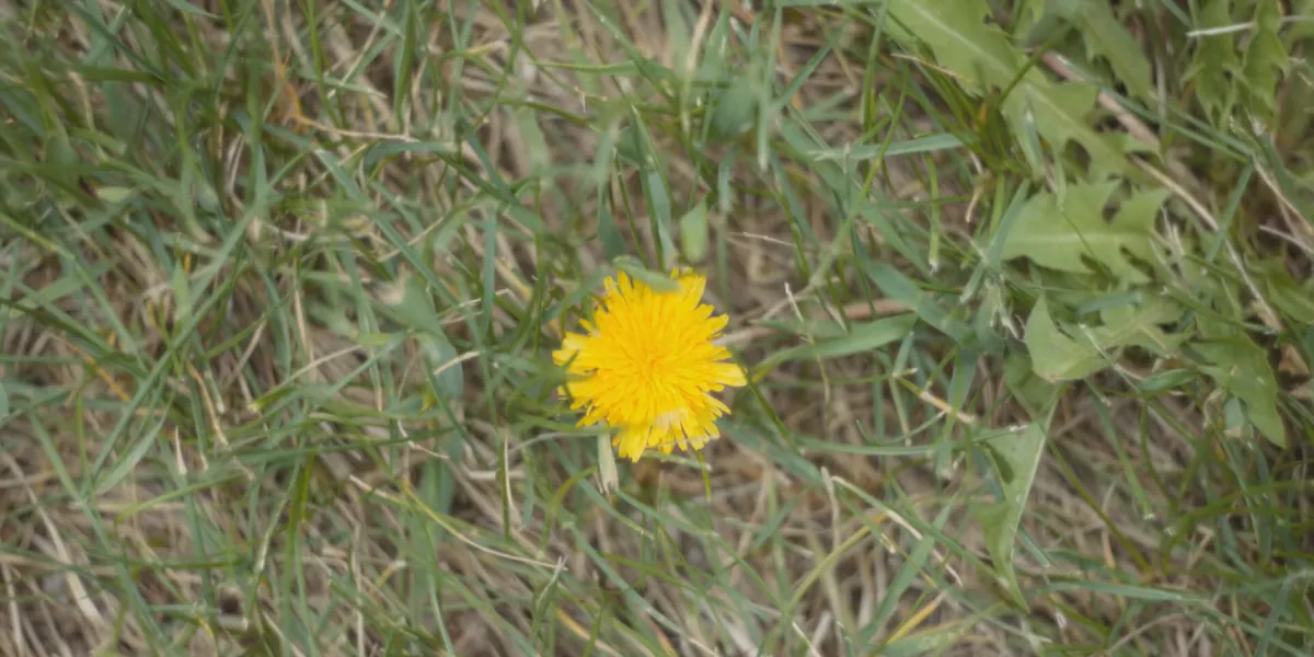 ‘No Mow May’: What experts say overgrowing your lawn does for the environment, if anything
