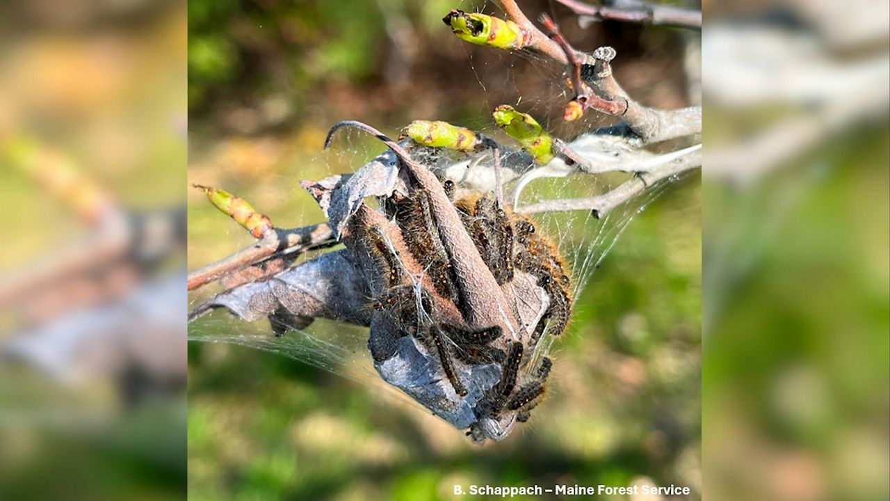 Browntail moth caterpillars reportedly thriving in Brewer