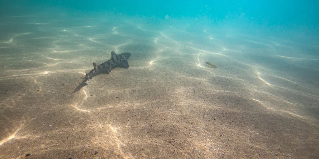 Earth's oceans are growing darker, threatening marine life worldwide: study