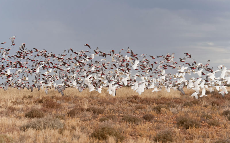 Environment: Freshwater systems and grasslands, forgotten nature and climate heroes