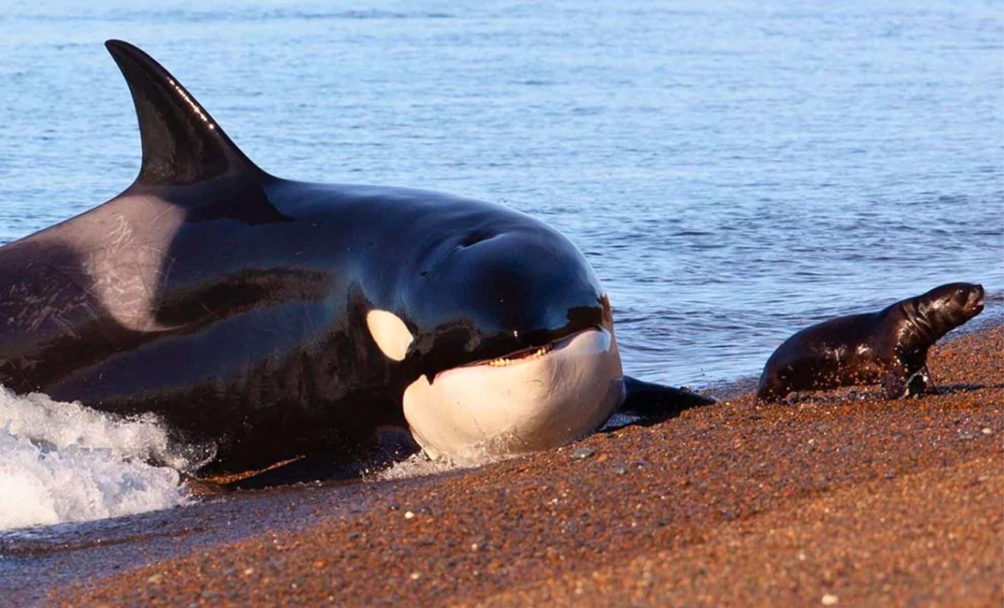 It’s Official: Dolphins and Orcas Have Passed the “Point of No Return” in Their Evolution to Live on Land Again