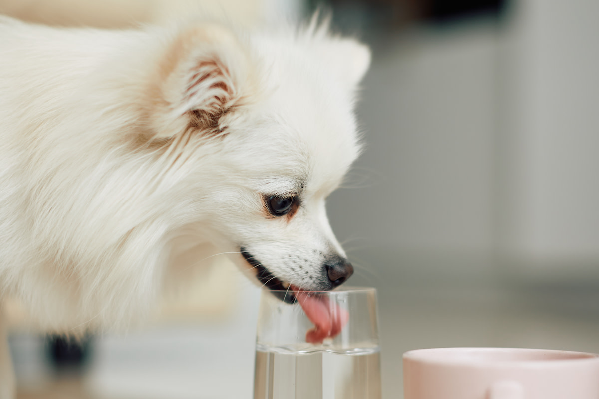 Sneaky Pup Gets Caught 'Sharing a Water Glass' with His Mom and People Have Opinions