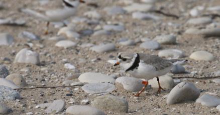 Environmental lawyers tell courtroom Ottawa's protections for piping plovers flawed