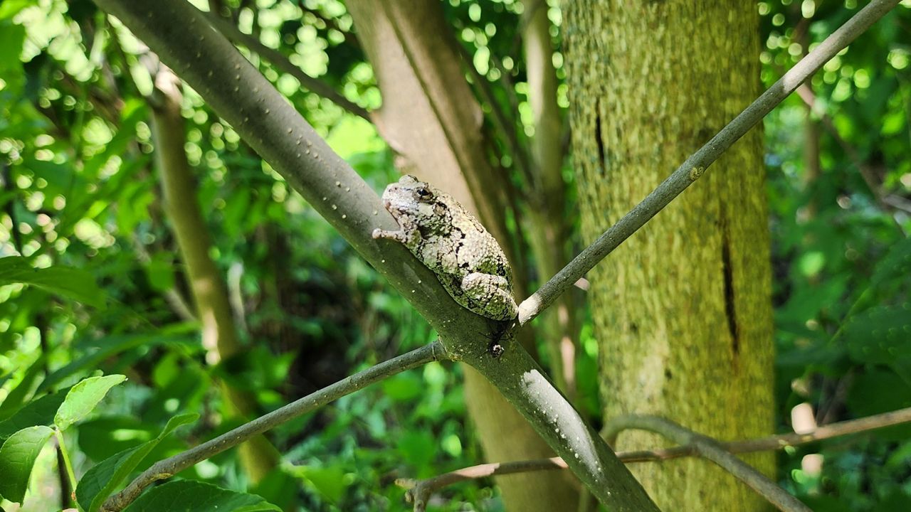 Habitat loss, climate change create challenges for amphibians