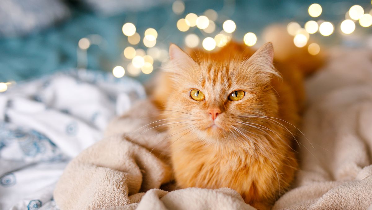 After 100 Years, Scientists Finally Find The Genetic Mutation That Makes Cats Orange