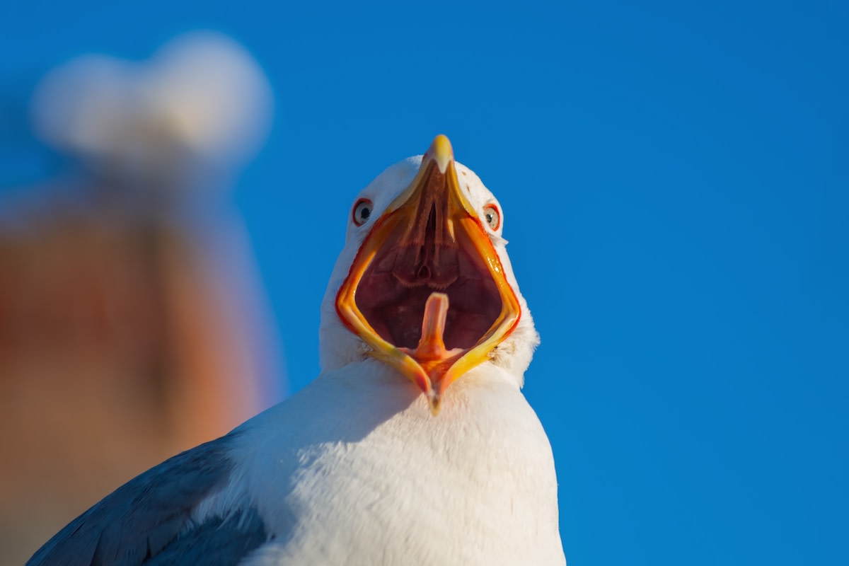 Funny Seagulls 'Meow for Cat Food' to Trick Passersby Into Feeding Them