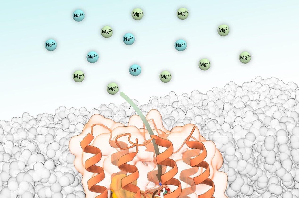 Light-driven magnesium transport protein helps microbe thrive in harsh environment