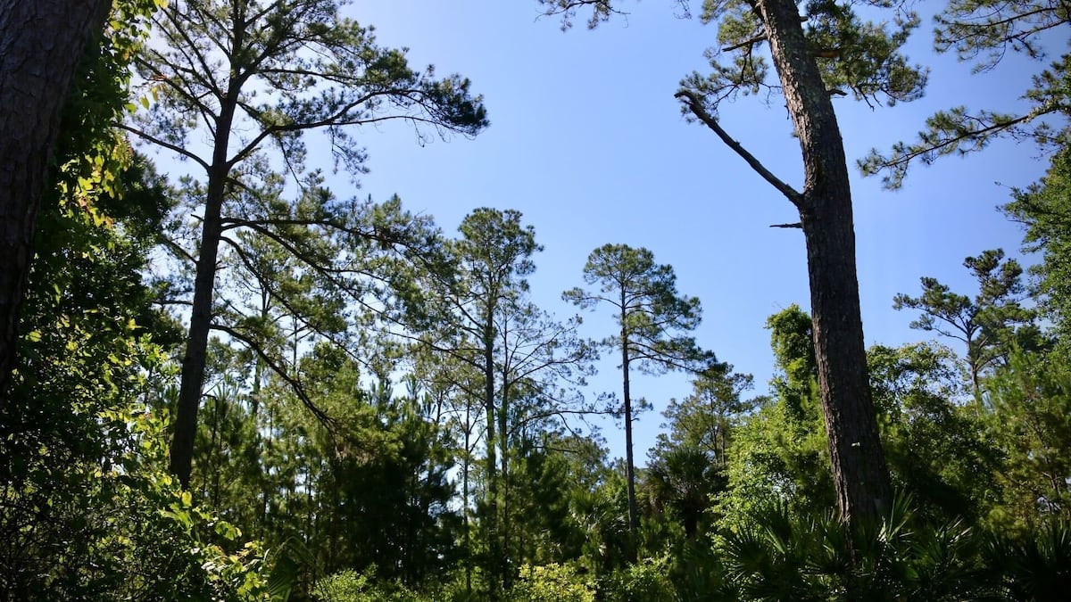 Who was behind Florida’s latest public land deal? DeSantis won’t say.