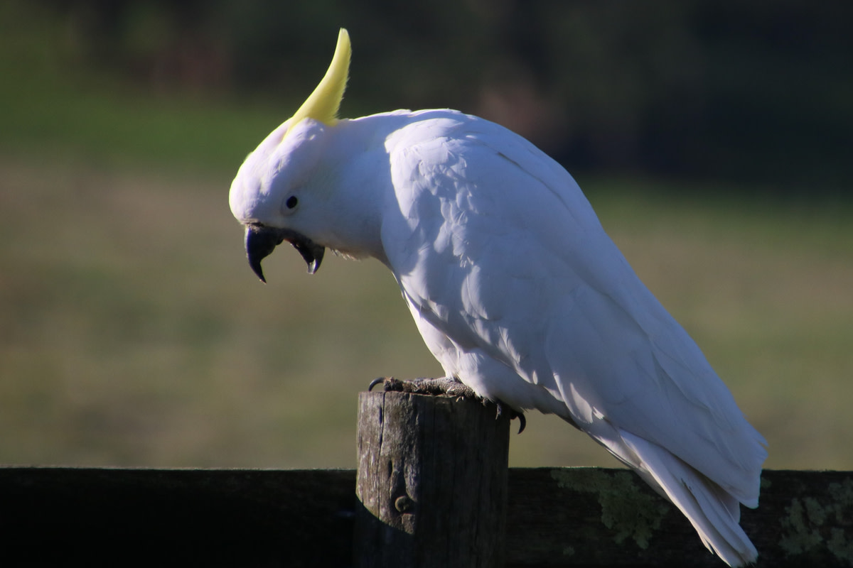 Cockatoo and Monkey Fighting Over Blanket Like Kids Have People Rolling