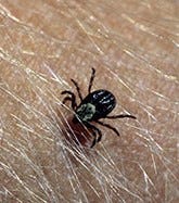 What you learned about removing ticks is likely wrong. Here's the right way to do it