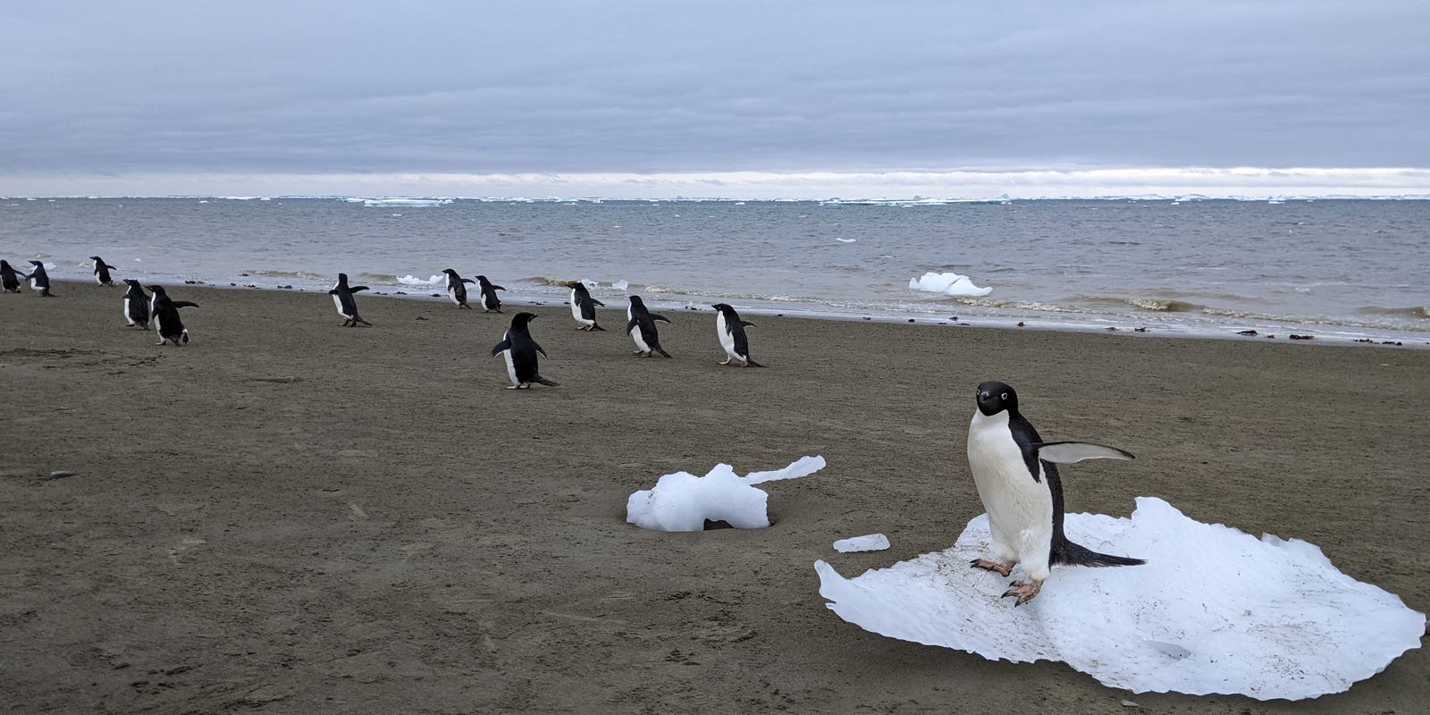 Penguin poop may alter the atmosphere and fight climate change