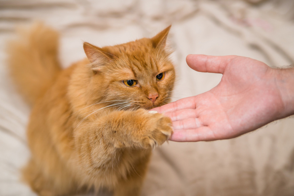 Orange Cat Who's Too Shy to Meow for Dinner Has the Cutest Workaround