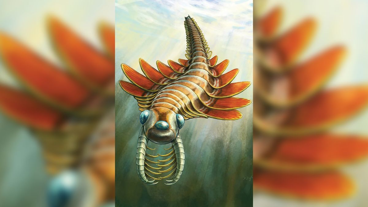 Butt-breathing sea predator that roamed the ocean 500 million years ago discovered