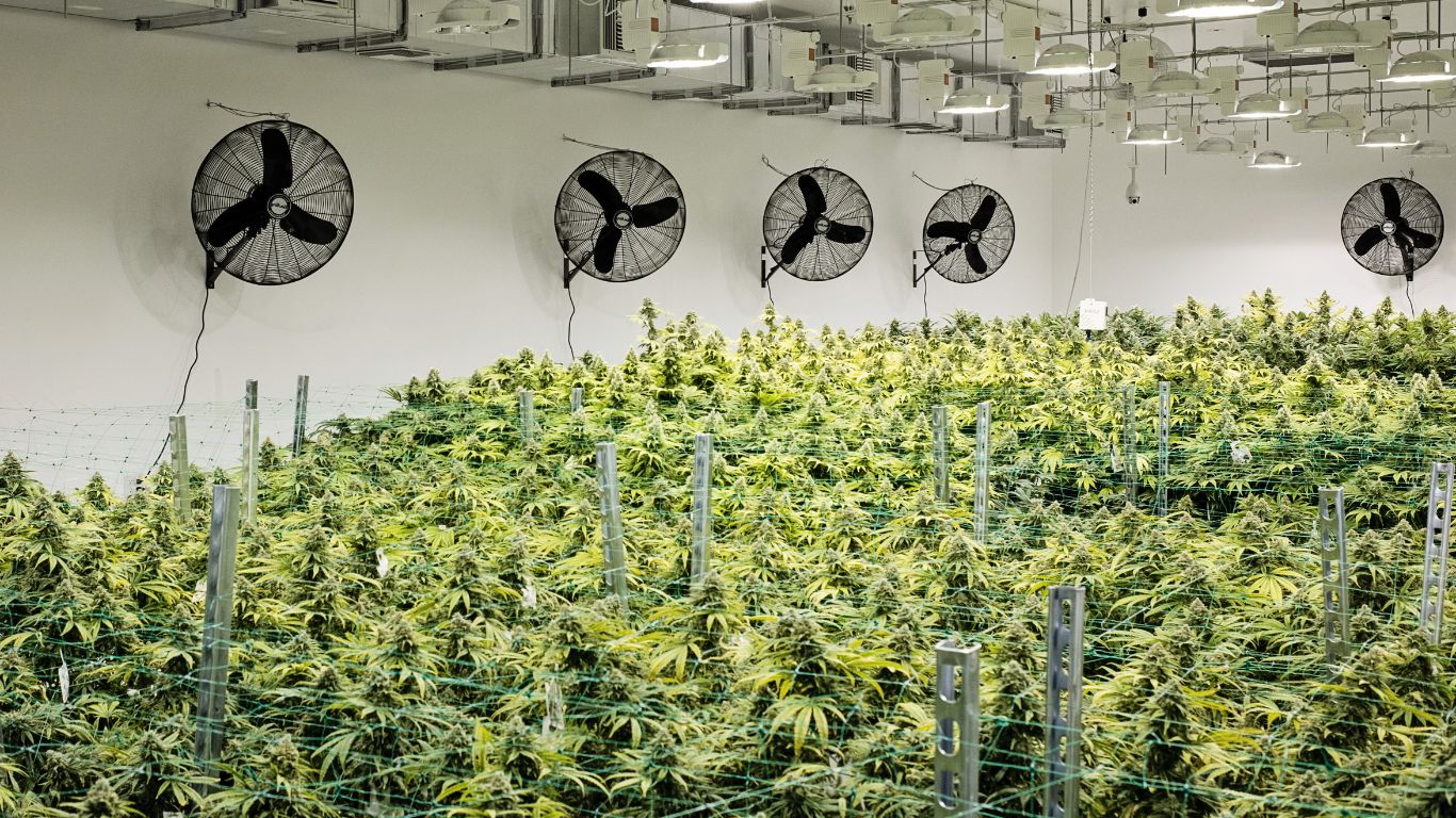 The Silent Yield Booster: rethinking airflow in controlled environment agriculture