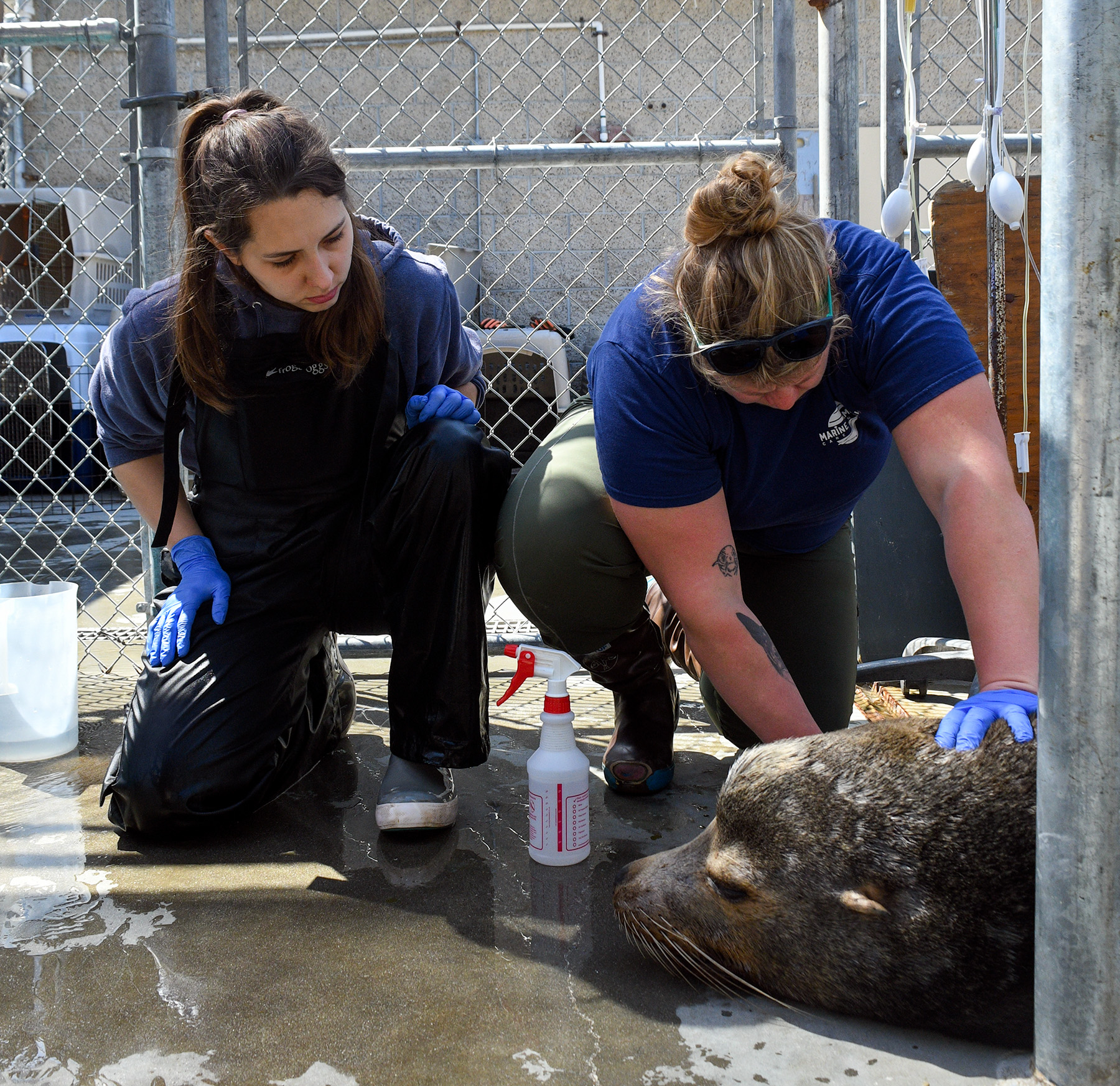 ENVIRONMENT: Manhattan Beach joins county, other cities to support the Marine Mammal Care Center