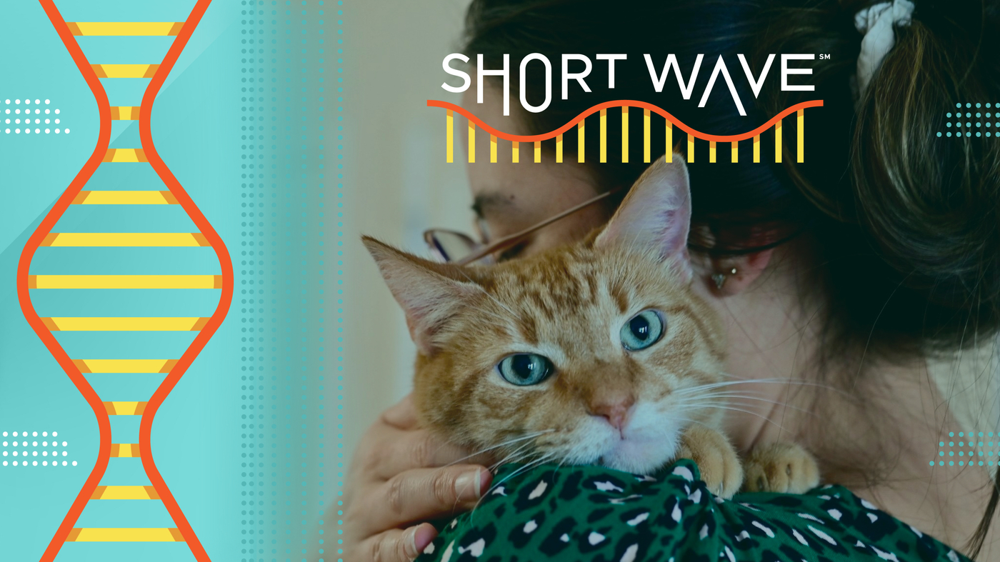 The DNA secret behind orange cats : Short Wave