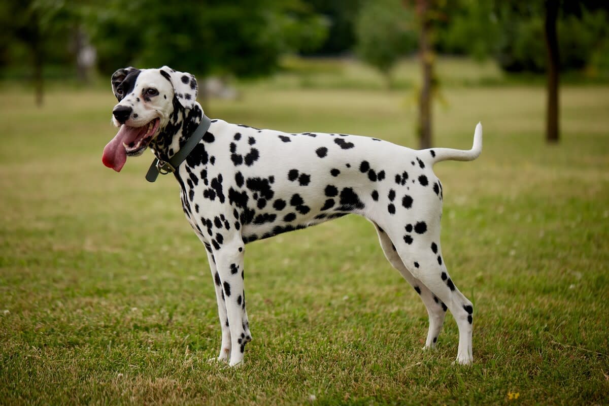 Dalmatian's Way of ‘Annoying’ Pit Bull Sibling ‘Into Submission’ Is the Cutest Chaos