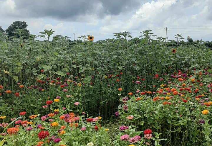 Wildflowers benefit Arkansas environment and economy