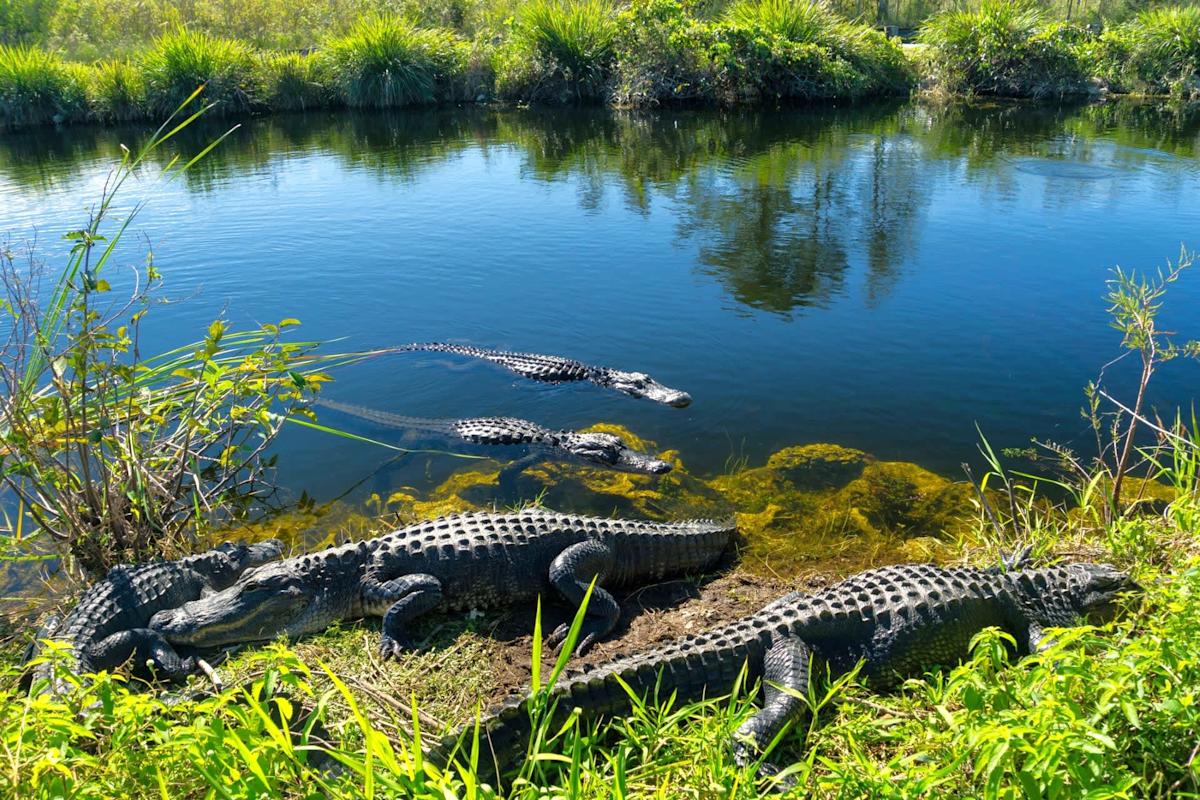 Scientists discover unexpected way alligators help the environment: 'Guardians of the Everglades'