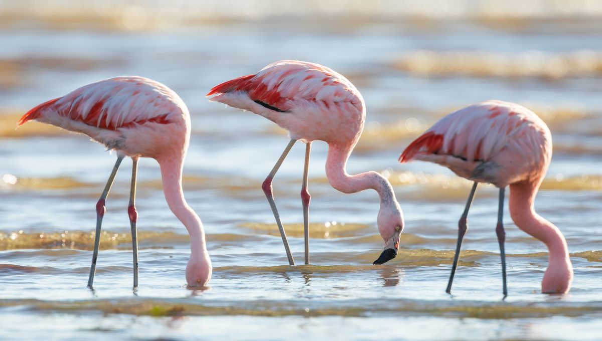 Flamingos Make Tiny Tornadoes In Water To Trap Their Prey