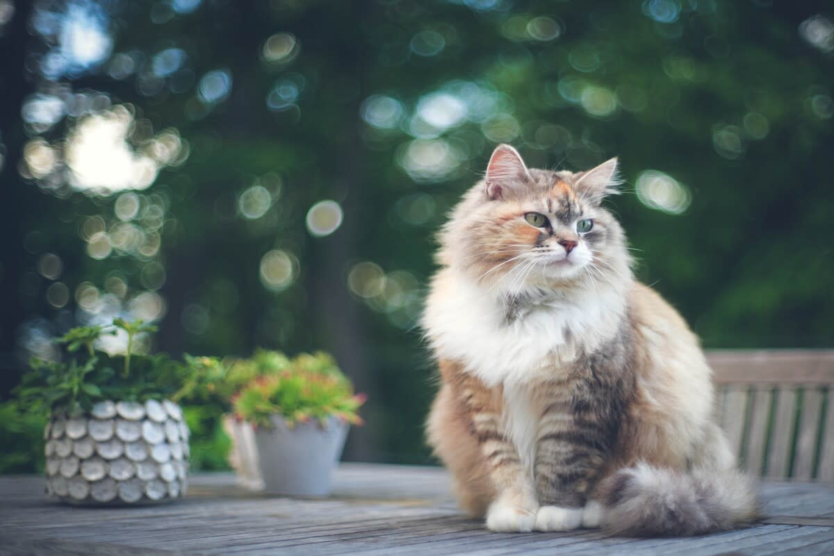 Siberian Forest Cat's 'Patio Dates' with Neighborhood Kitty Are Impossible to Resist