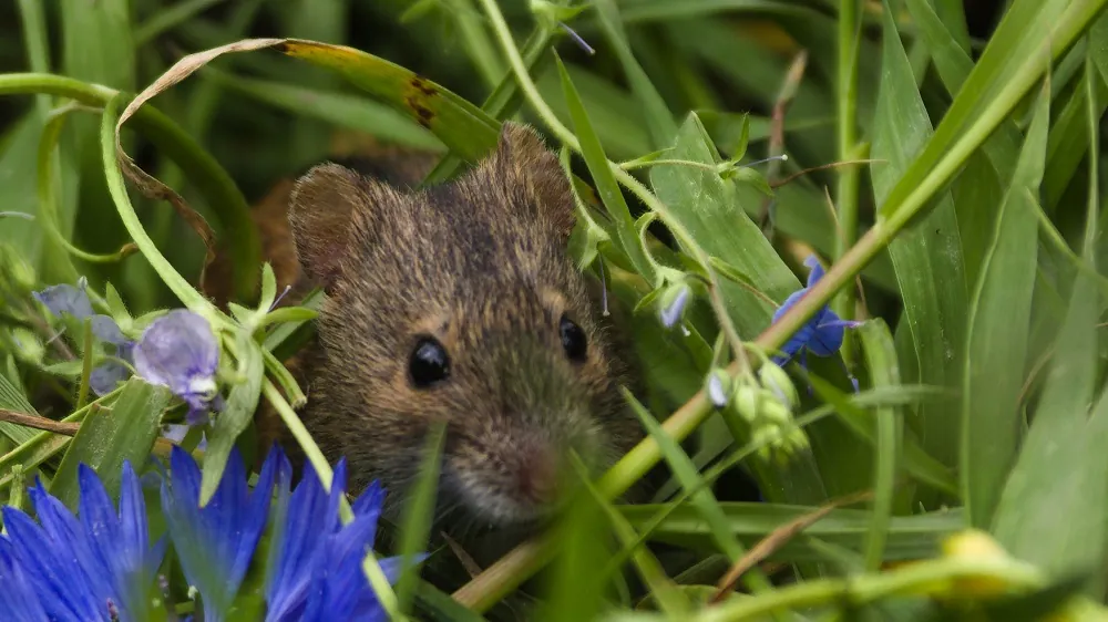 Common Laboratory Mice Age Faster in a Natural Environment