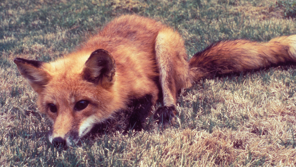 Fox tests positive for rabies in Amherst County, health officials urge caution