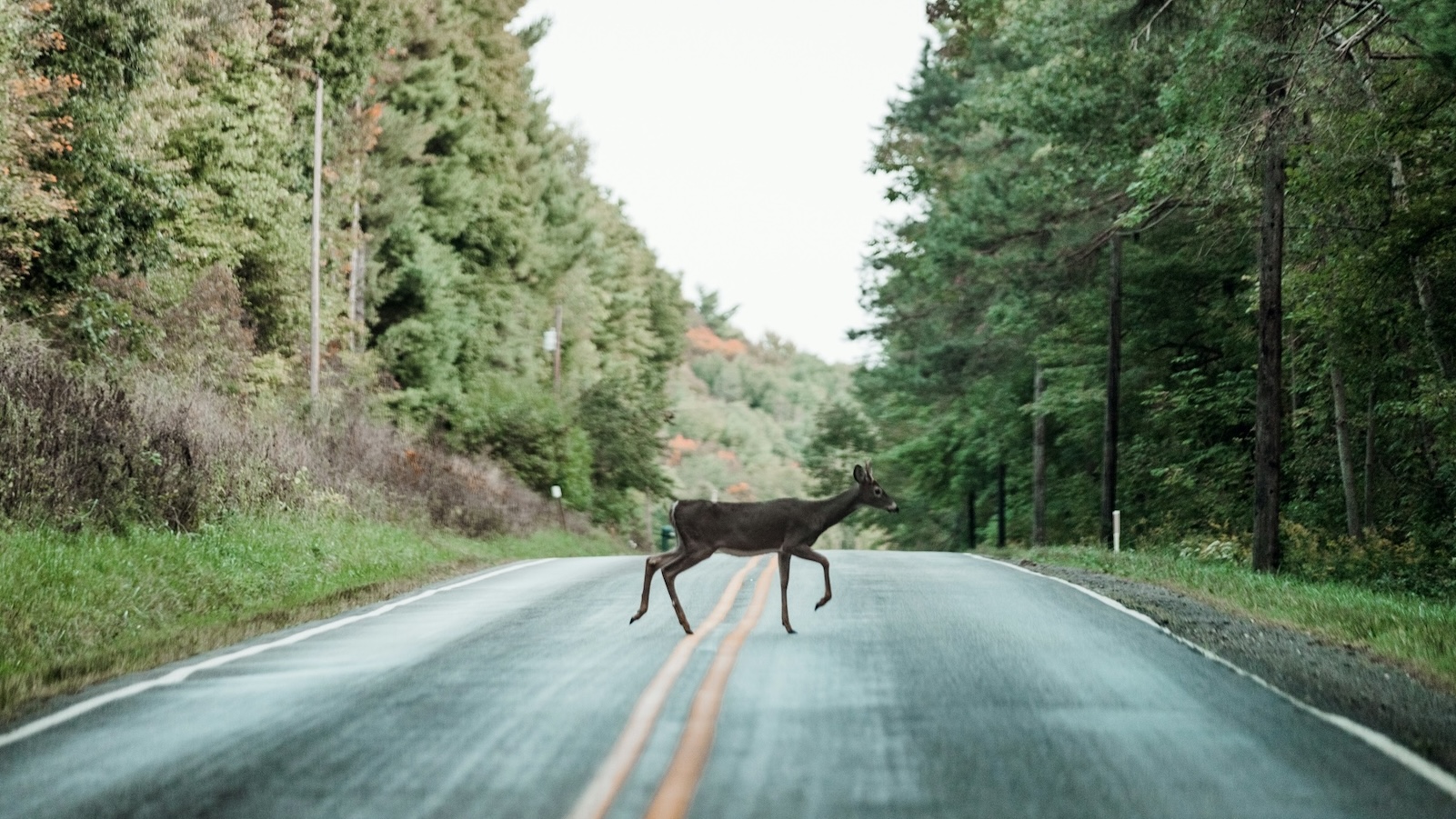Wildlife crossings save human lives