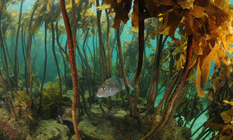 Finding a Sense of Place in the Ocean