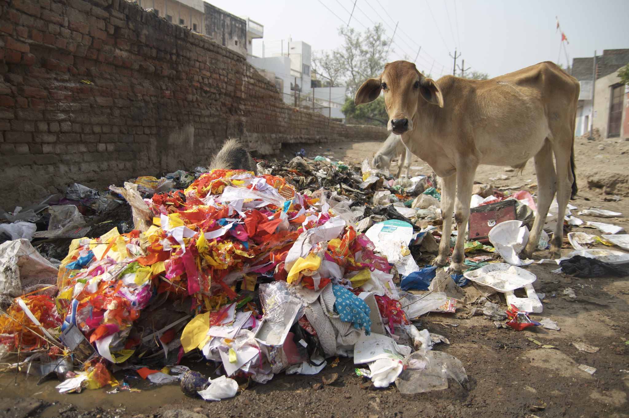 World Environment Day 2025: Tackling the Global Plastic Crisis to Regenerate Our Food Systems