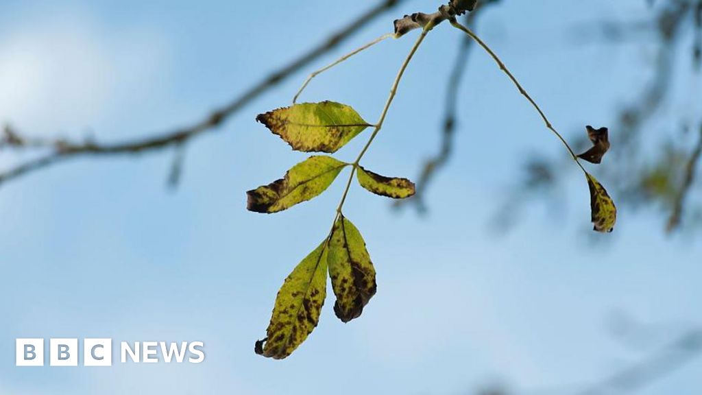 Shoots of hope for Britain's cherished ash trees