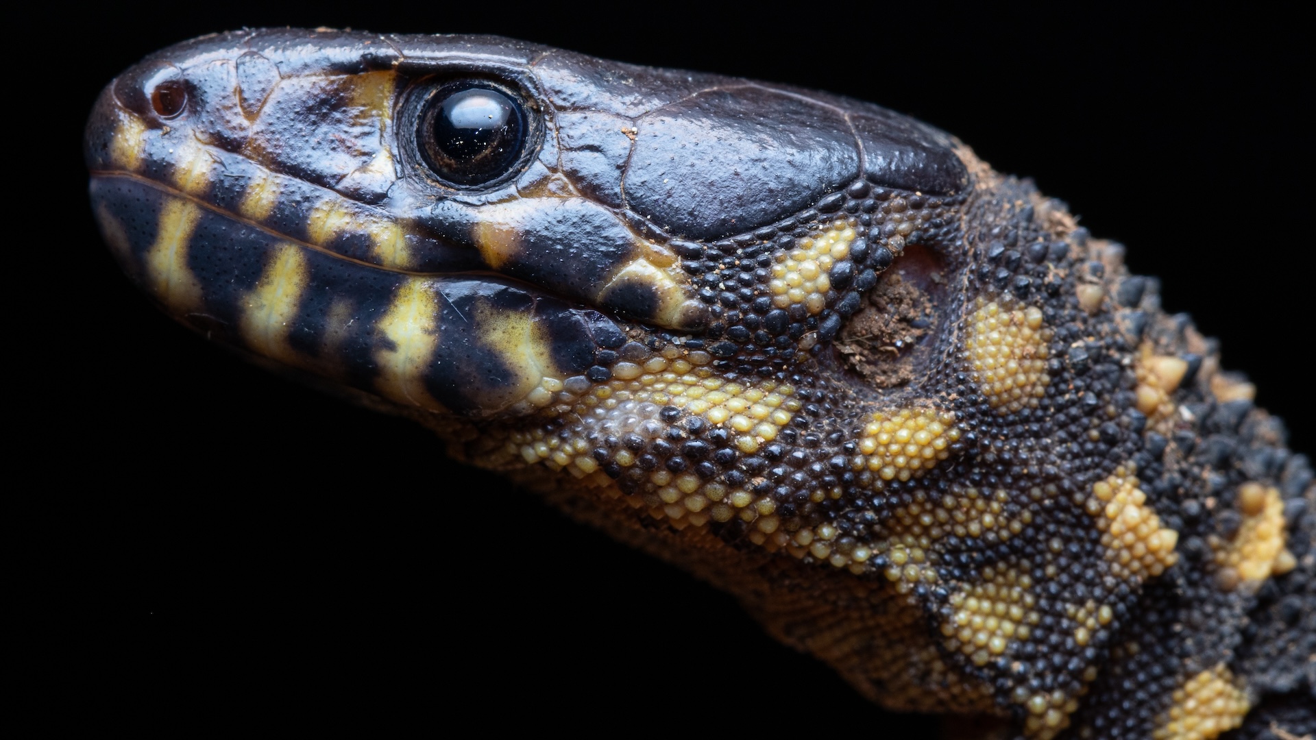 Tiny night lizards survived dinosaur-killing asteroid strike, despite being close enough to see it happen
