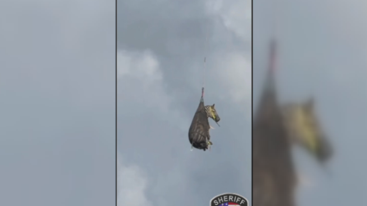 Special Delivery: Escaped zebra flying high on journey home after rescue