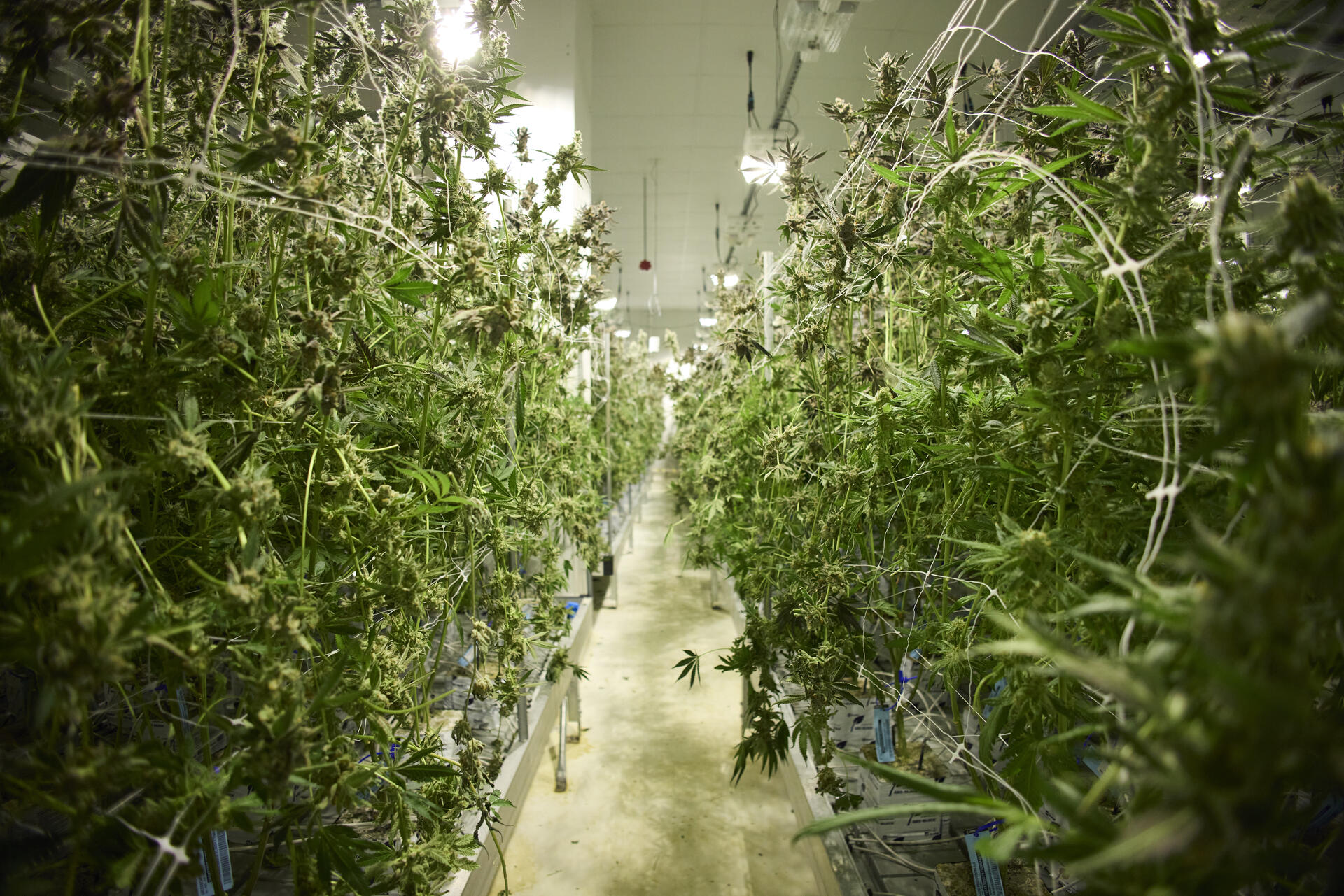 The Business of Cannabis