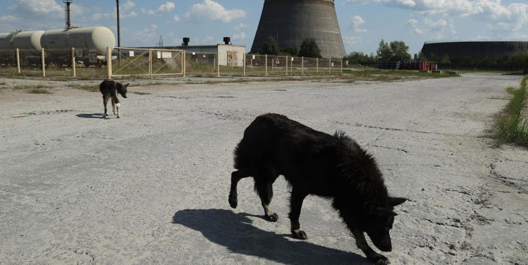 The Dogs of Chernobyl Are Experiencing Rapid Evolution, Study Suggests