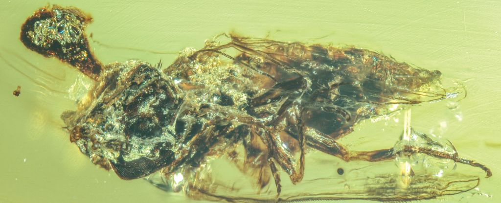 'Zombie' Fungus Caught Bursting From Host Bodies 99 Million Years Ago
