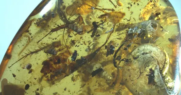 Prehistoric horror: 99-million-year-old ‘zombie’ fungus found bursting from insect heads
