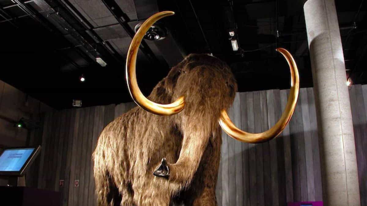 Scientists are attempting to resurrect the woolly mammoth but have just brought an unusual creature to life.
