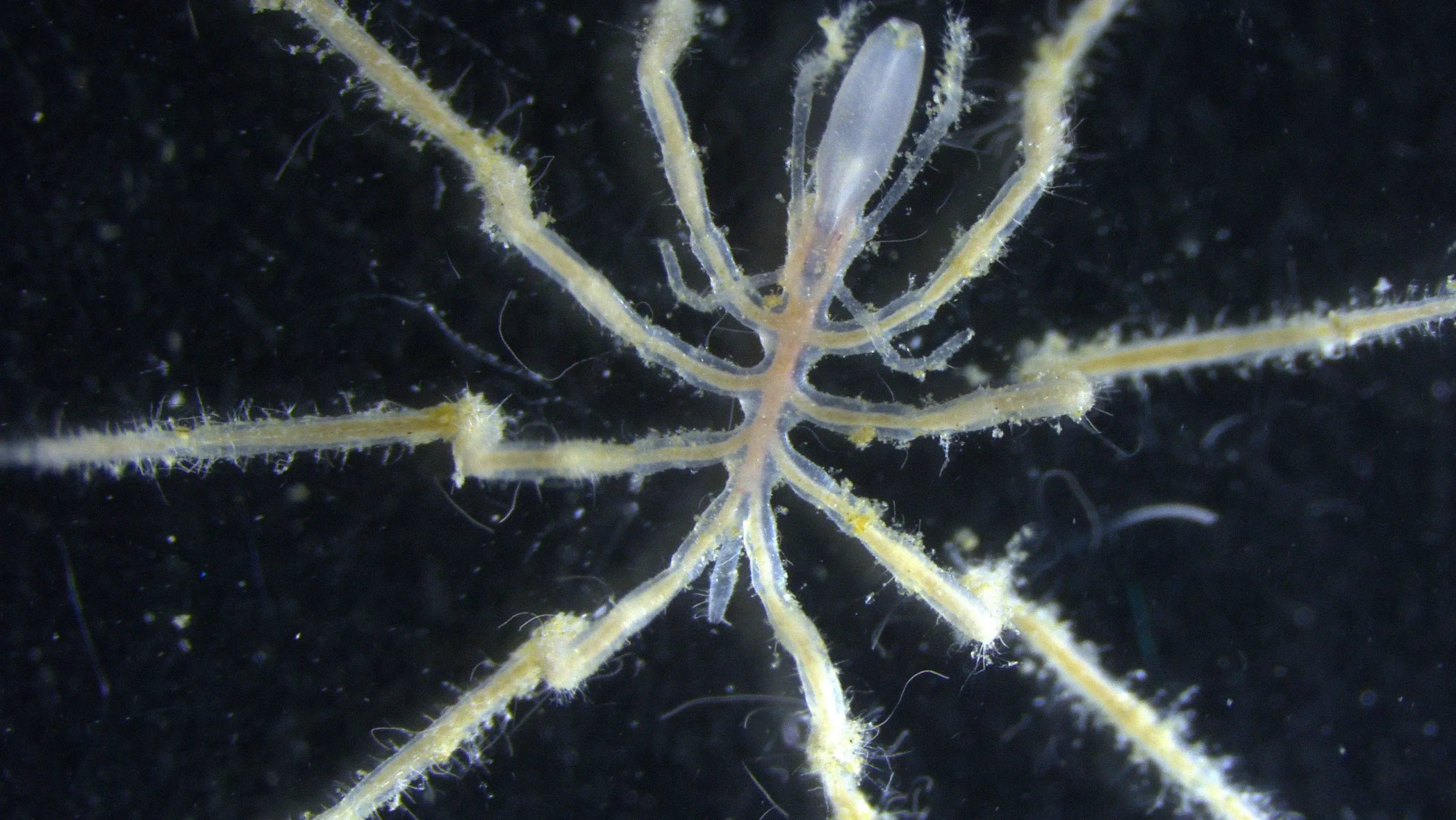 3 new sea spiders discovered on ocean floor are first known species to feast on methane