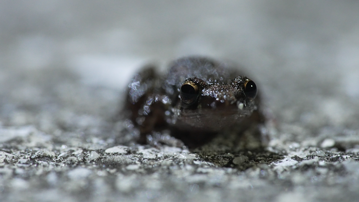 How frogs can tell us about our environment on the Gulf Coast