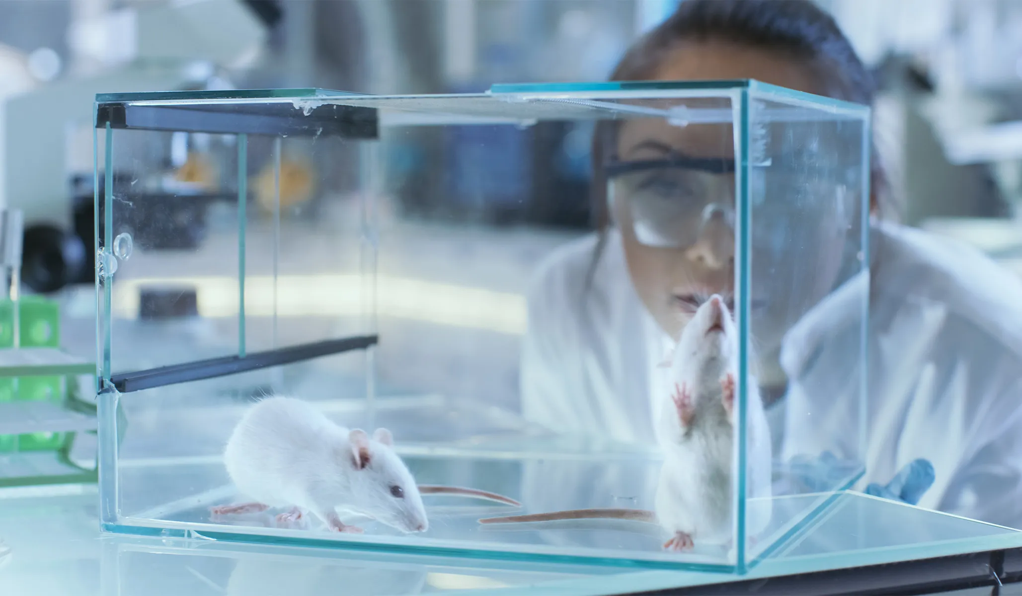 Mice with Two Biological Fathers Become Fathers