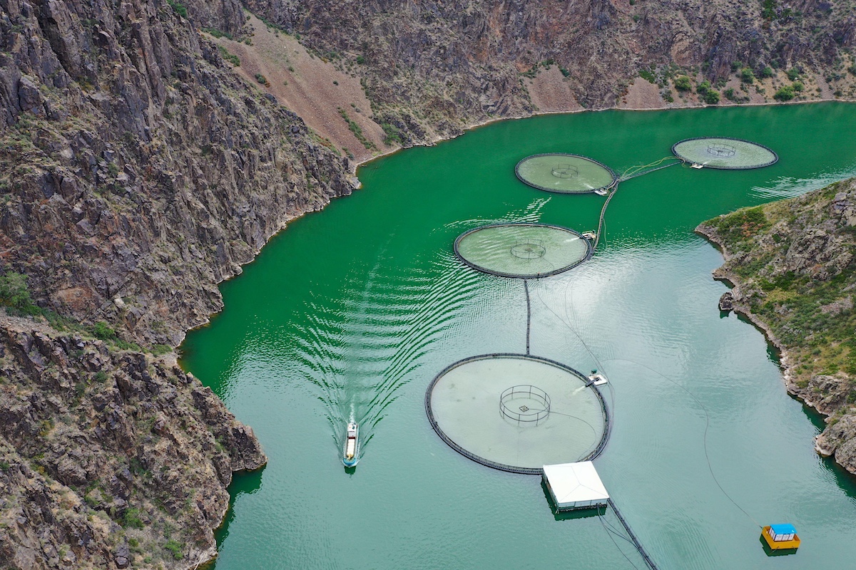 What does China’s love of salmon mean for the environment?