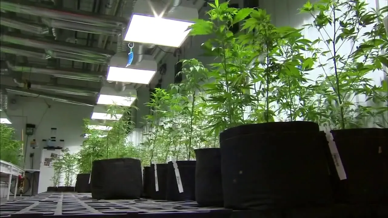 This is Minnesota's first license for a recreational cannabis cultivation business