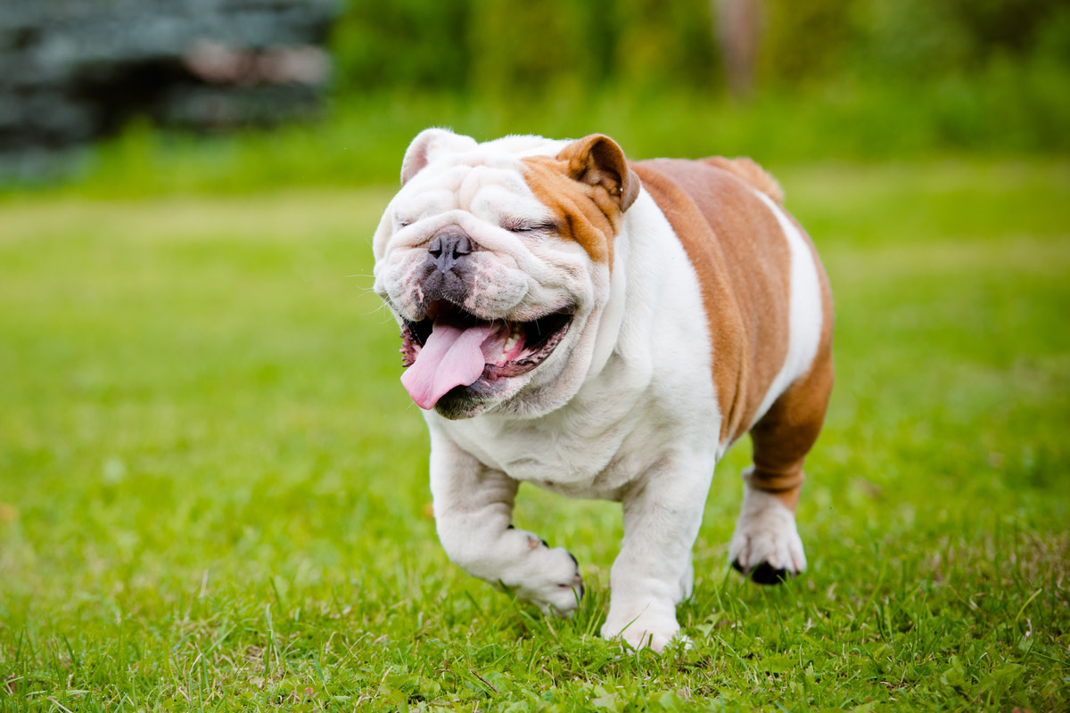 Playful Bulldog’s Glee Meeting Fluffy Newfoundland Pup Is Pure Joy