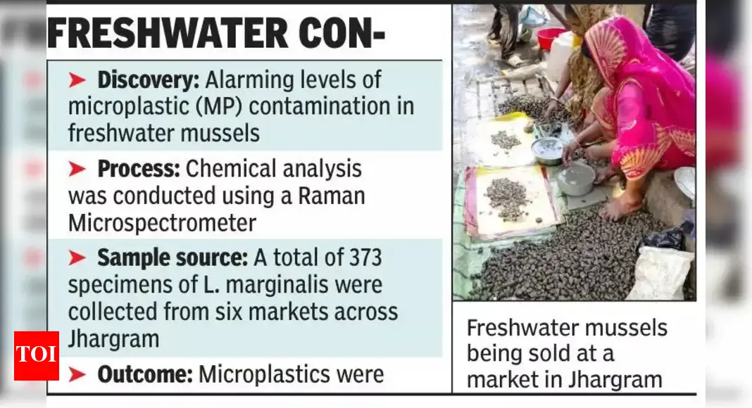 Microplastics in mussels risk for human health, environment: Study | Kolkata News